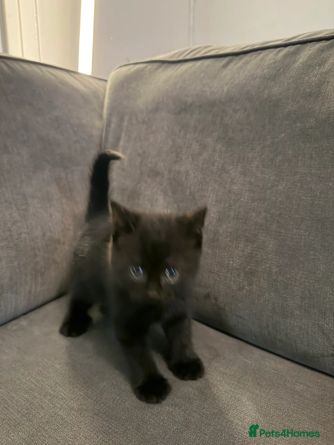 British Shorthair cats for sale: British shorthair kittens  - Advert 9