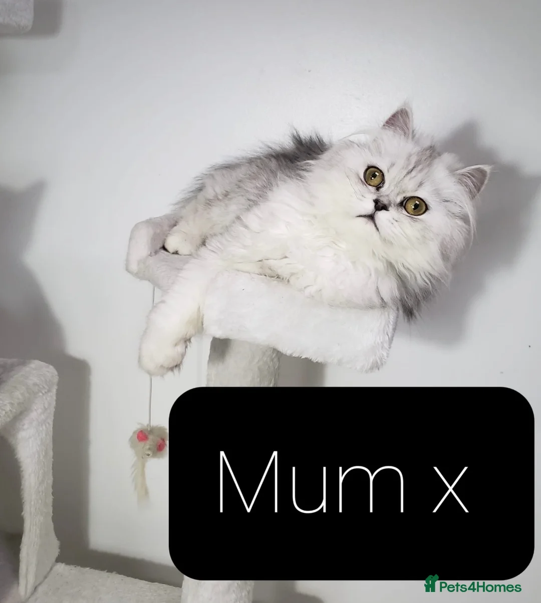 Mixed Breed cats for sale: SOLID/BLUE GREY BSH X KITTENS BOYS  - Advert 7