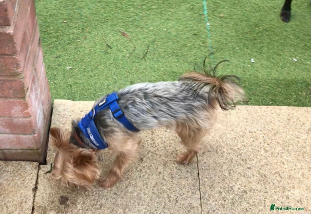 Yorkshire Terrier dogs for stud: Beautiful Minature Yorkie for STUD (PROVEN) in Chesterfield - Image 8