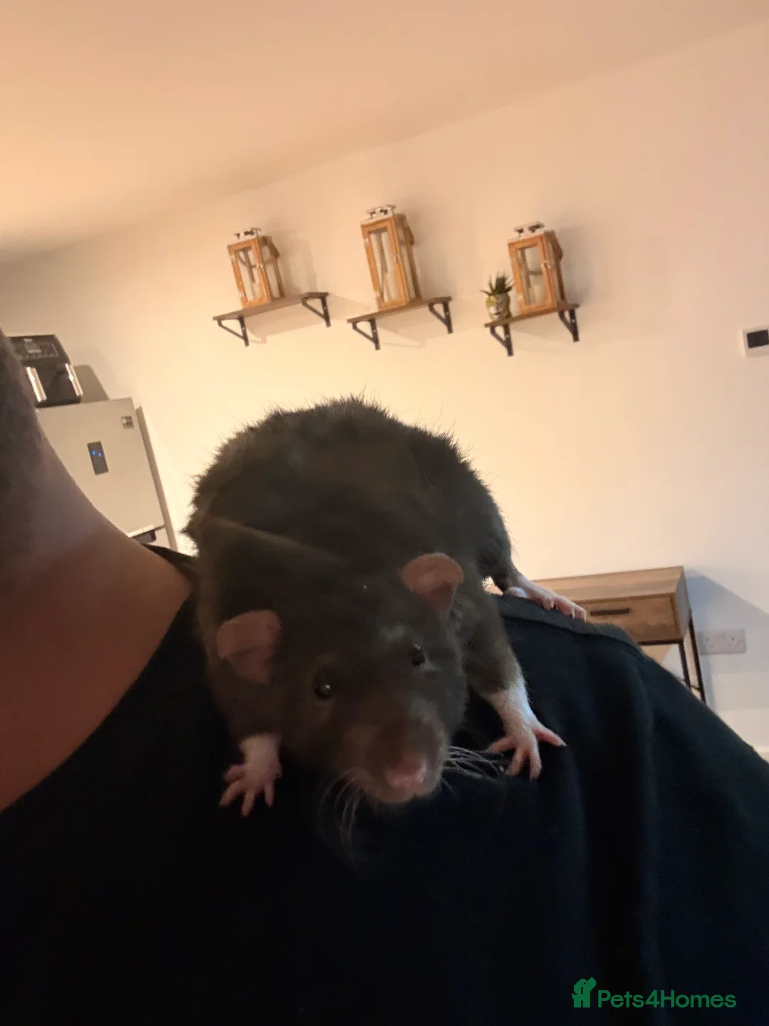 Rat rodents for sale: Rat for rehoming  - Advert 2