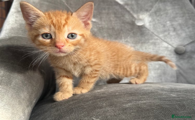 Mixed Breed cats - Advert 7