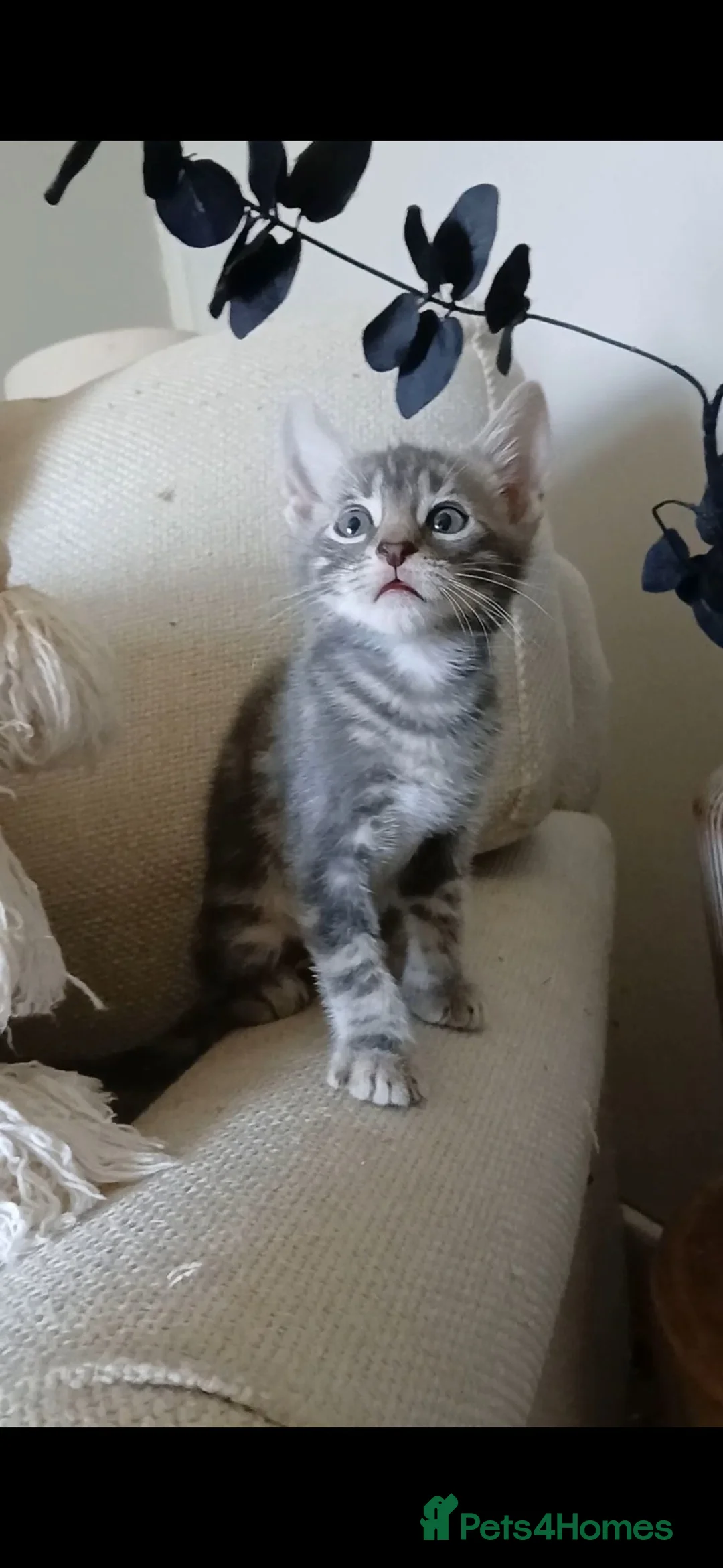 Bengal cats for sale: 🔥 STUNNING 3/4 BENGALS — BLUE MARBLED KITTENS!  - Advert 1