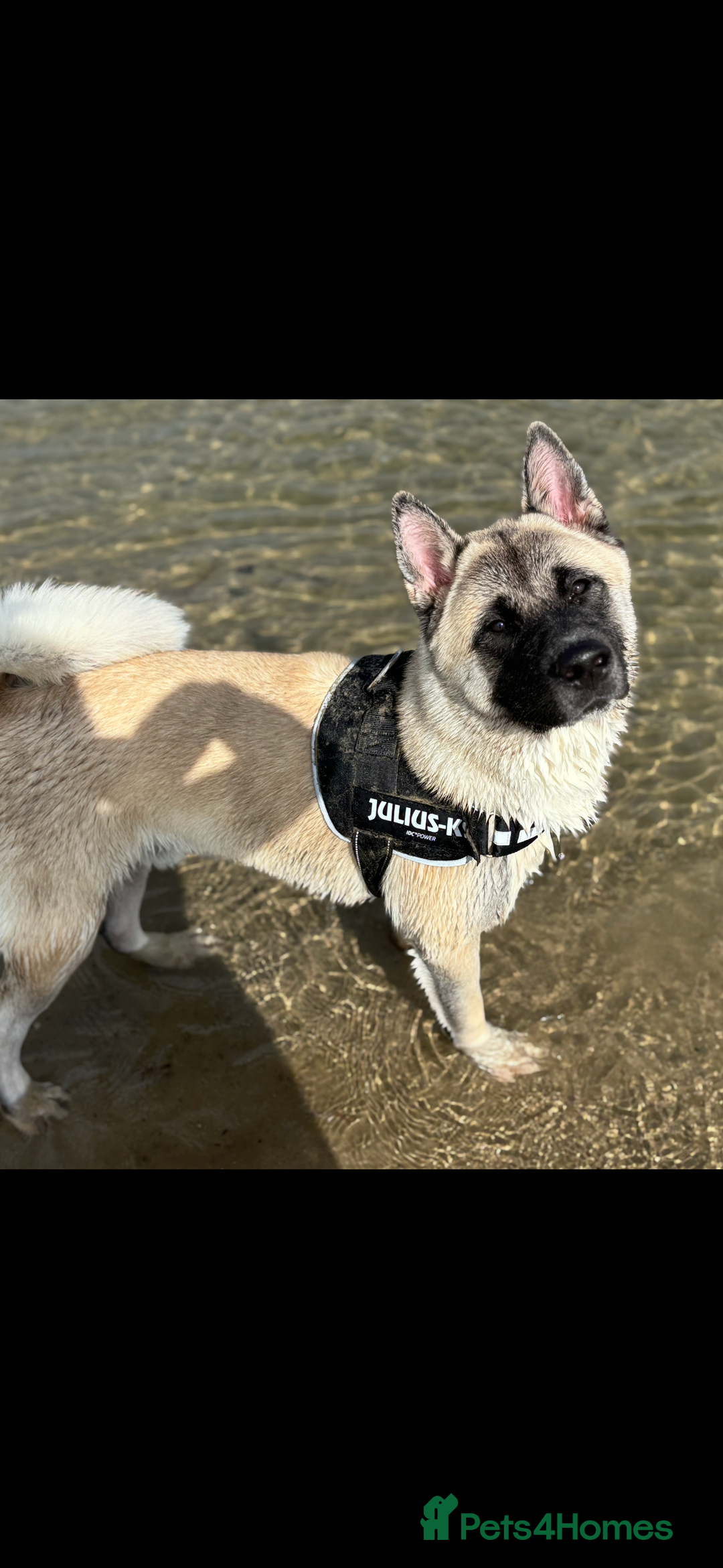 Mixed Breed dogs for sale: 11 month old American Akita x Japanese Akita  - Advert 1