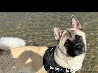 Mixed Breed dogs 11 month old American Akita x Japanese Akita - Advert 1