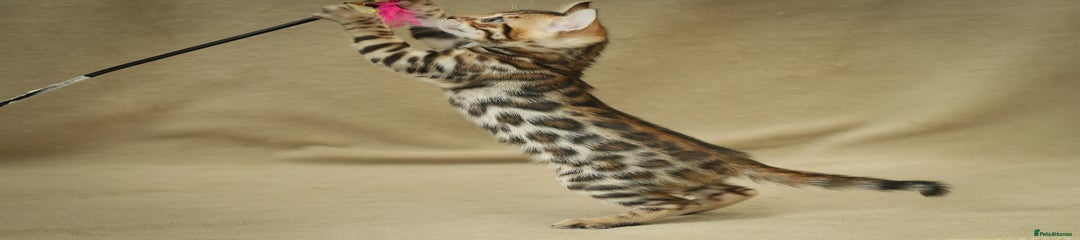 Bengal Kitten 2