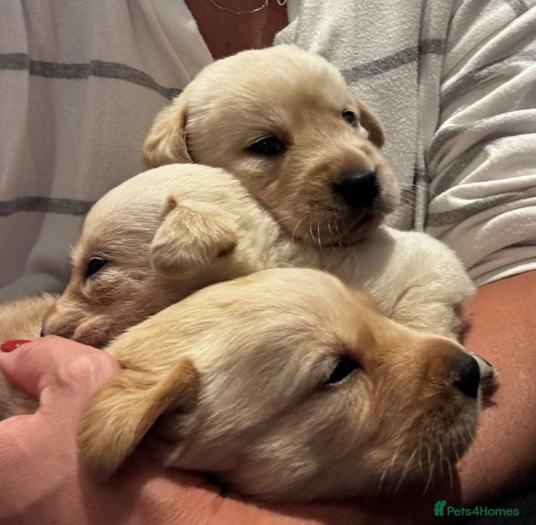 Goldador dogs for sale: Goldador puppies, Labrador x Golden Retiever  - Image 11