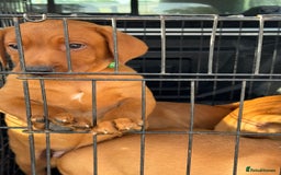Labrador Retriever dogs for sale: Ready to leave, KC Labrador litter, boys & girls  - Image 7