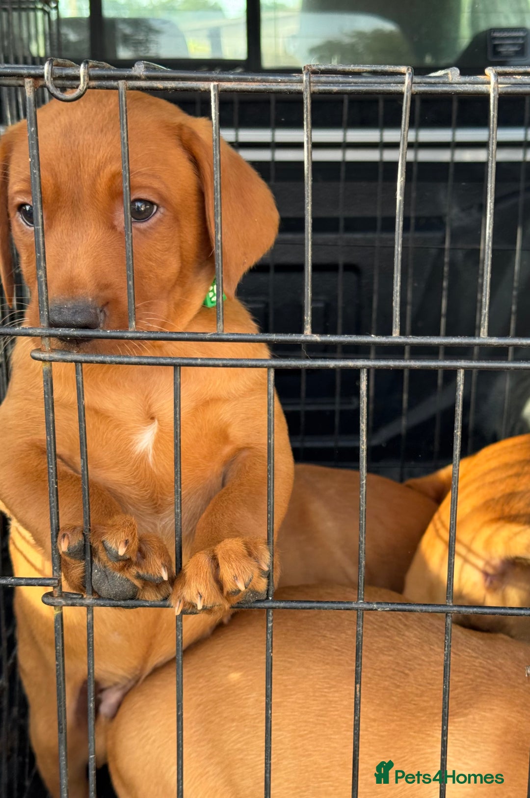 Labrador Retriever dogs for sale: Ready to leave, KC Labrador litter, boys & girls  - Image 7