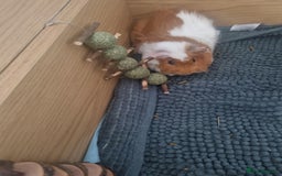 Guinea Pig rodents for sale: 2 male guinea pigs looking for new home - Image 2
