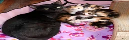 British Shorthair cats for sale: Beautiful Calico Female Cat Vaccinated  - Advert 19