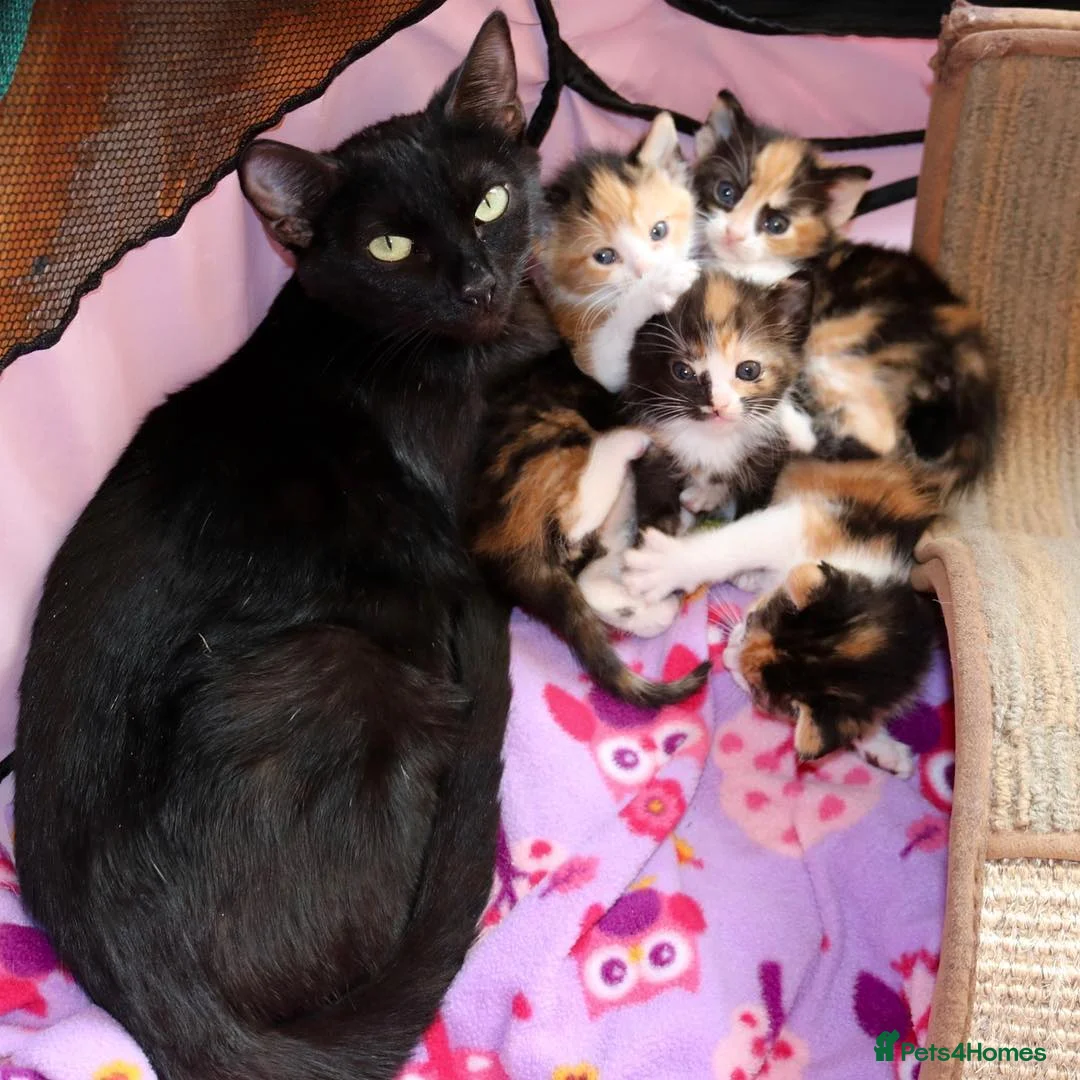 British Shorthair cats for sale: Beautiful Calico Female Cat Vaccinated  - Advert 19
