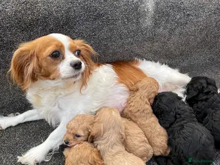 Cavapoo dogs F1 Health tested Cavapoo puppies - Advert 1