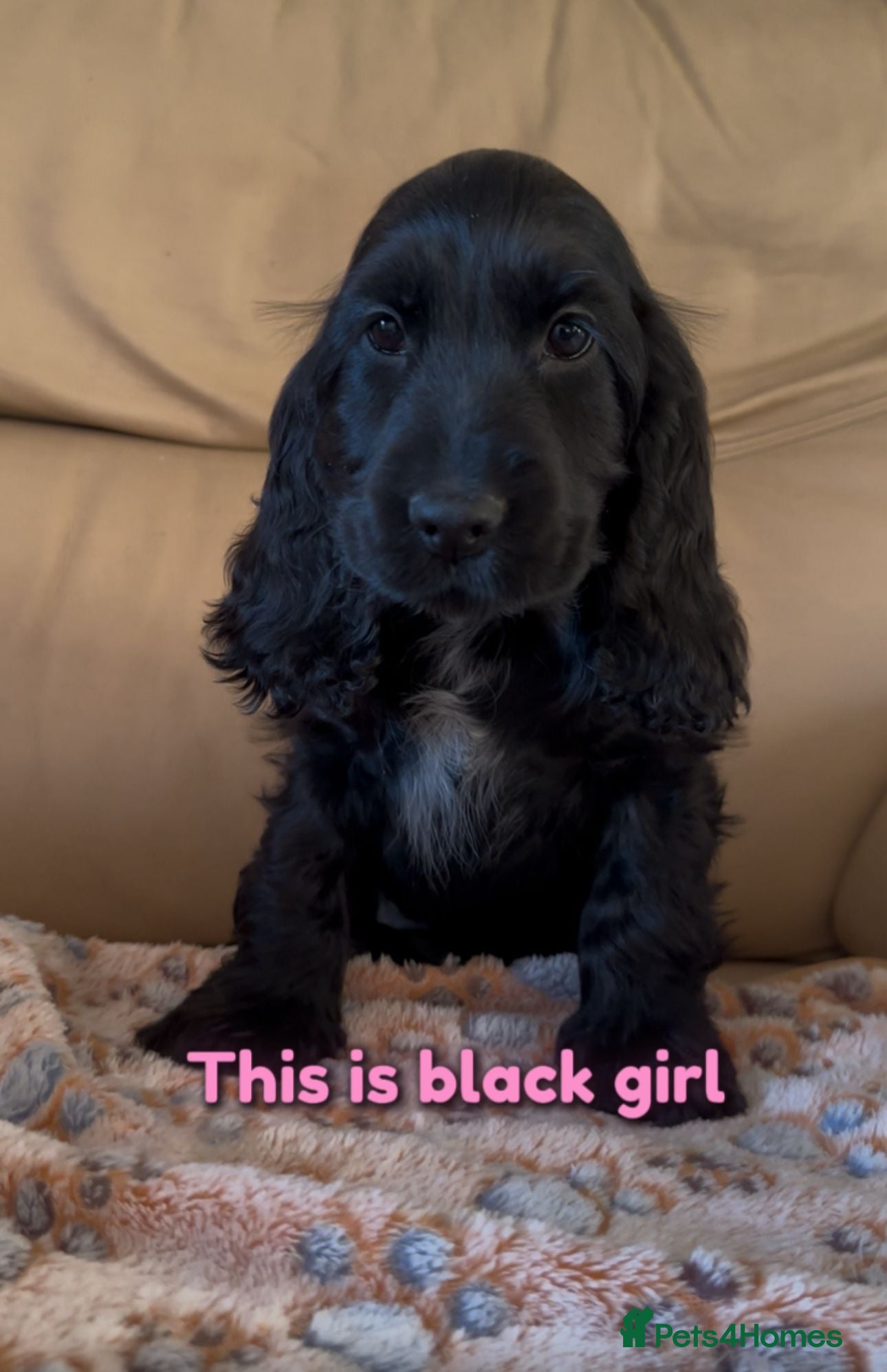 Cocker Spaniel dogs Show cocker Spaniel puppies ready to leave now - Advert 11