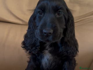 Cocker Spaniel dogs Show cocker Spaniel puppies ready to leave now - Advert 16