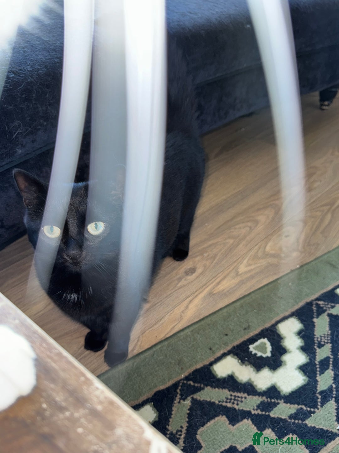 British Longhair cats for sale: 2 cats looking for new home  - Image 5