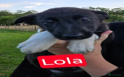 Mixed Breed dogs for sale: Girl TRI- due to unforseen circumstances - Image 19