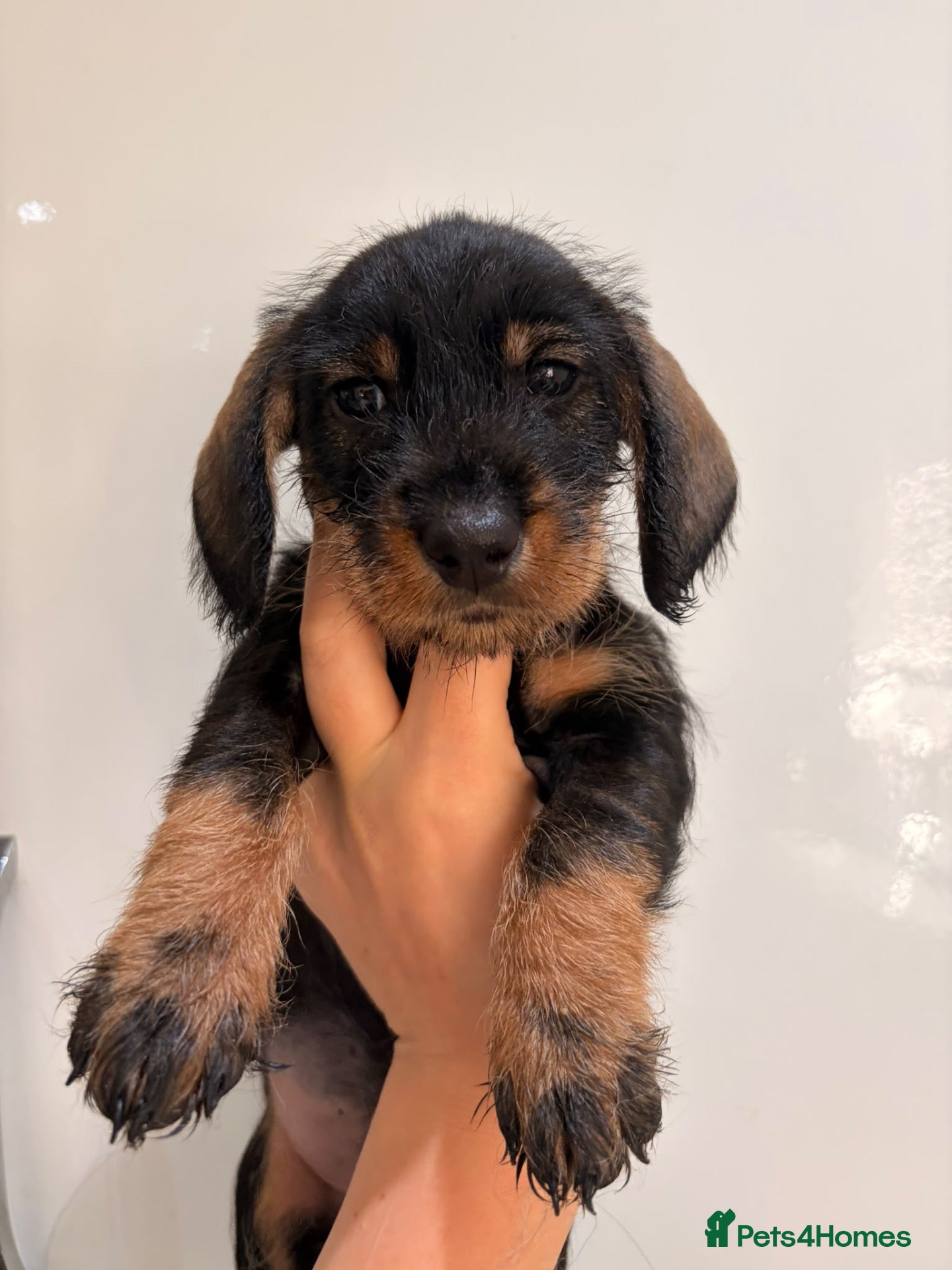 Dachshund dogs Standard quality wire dachshunds  - Advert 2