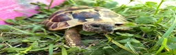 Hermann Tortoise reptiles for sale: Harmann Tortoise 6 years old  in Egham - Advert 13