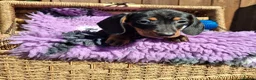 Dachshund dogs for sale: Minature Dachshund pups - Advert 5