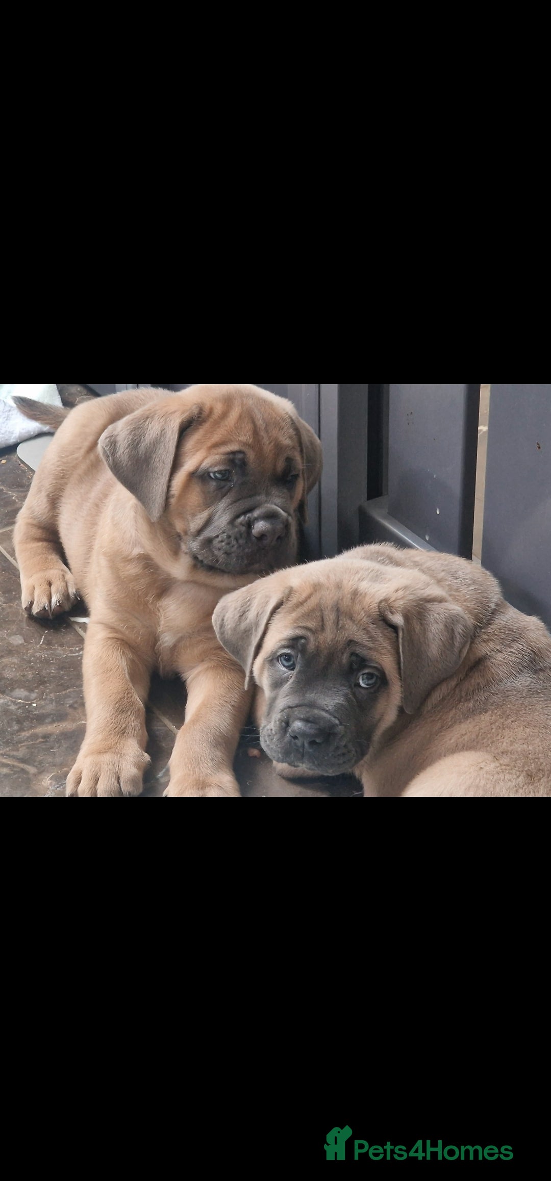 Cane Corso dogs for sale: Excellent Formentino Corso male puppies for sale.  - Image 5