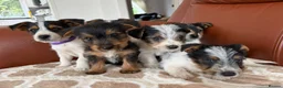 Mixed Breed dogs for sale: Yorkshire terrier X Jack Russell in Harlow - Advert 16