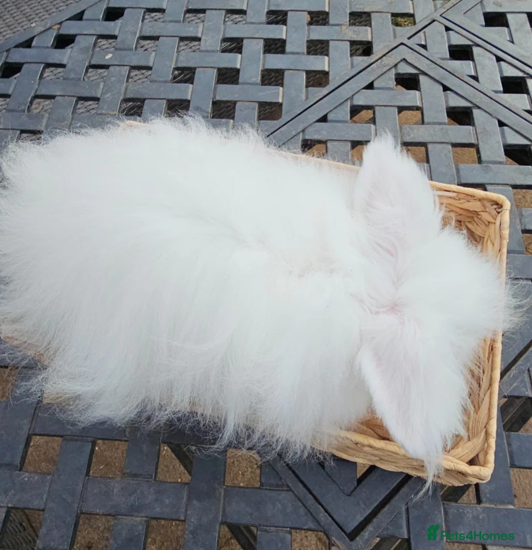 Angora rabbits for sale: Teddywidders - Advert 17