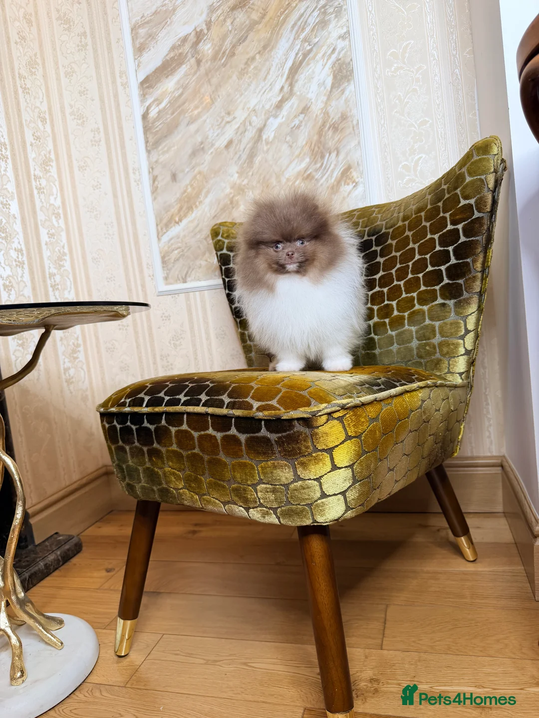 Pomeranian dogs for sale: Exclusive Lilac Party color Pomeranian Boy - Advert 27