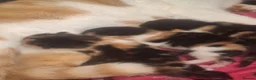 British Longhair cats for sale: Kittens  in Walsall - Advert 7