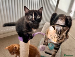 Mixed Breed cats - Advert 11