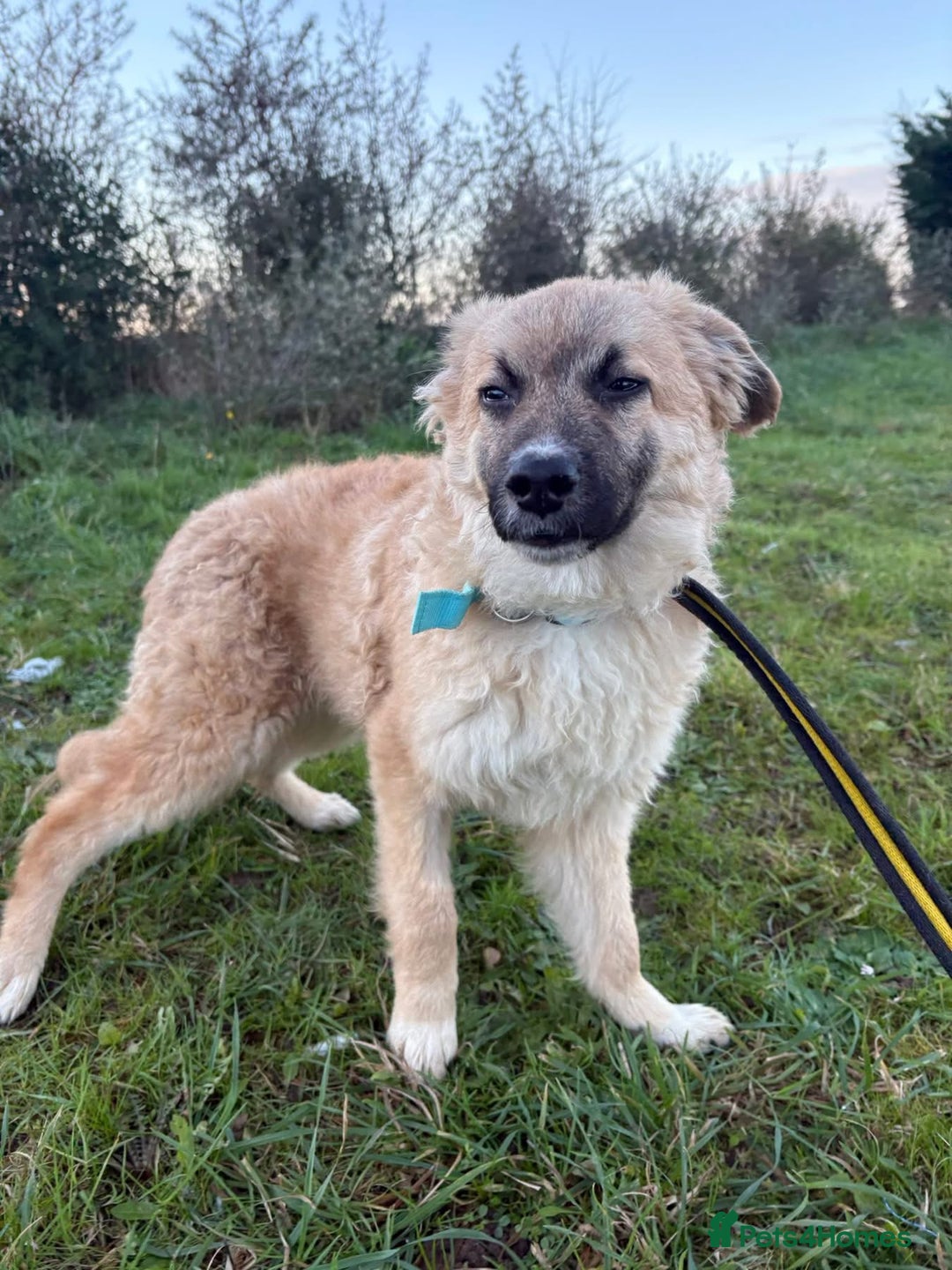 Mixed Breed dogs for adoption: Finn - Norwich Norfolk  - Advert 12