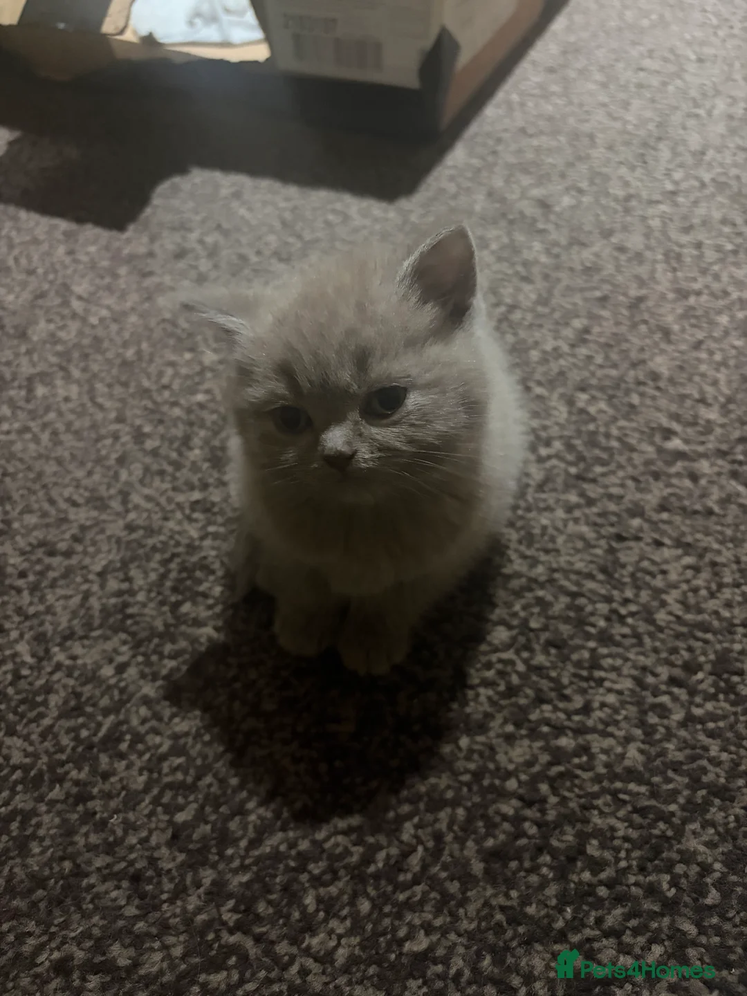 British Shorthair cats for sale: Cute and cuddly British Shorthaired kittens  - Advert 26