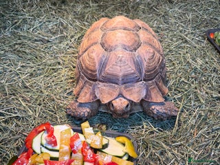 Tortoise reptiles Giant African Sulcata Pair - Advert 5
