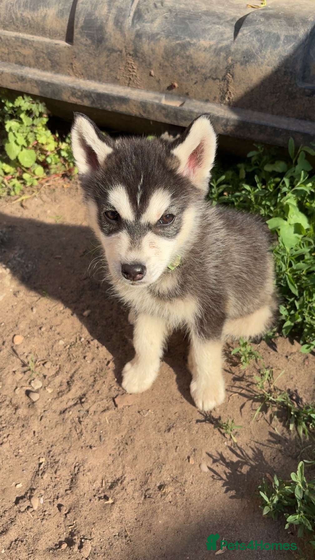 Siberian Husky dogs for sale: 3 Siberian Husky pups - Advert 3
