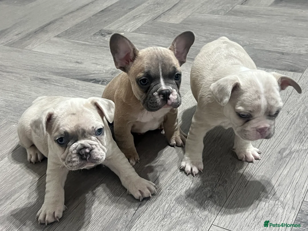 French Bulldog dogs for sale: 1 male French Bulldog Pup left  - Advert 1