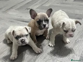 French Bulldog dogs X2 French Bulldog Pups left - Advert 2