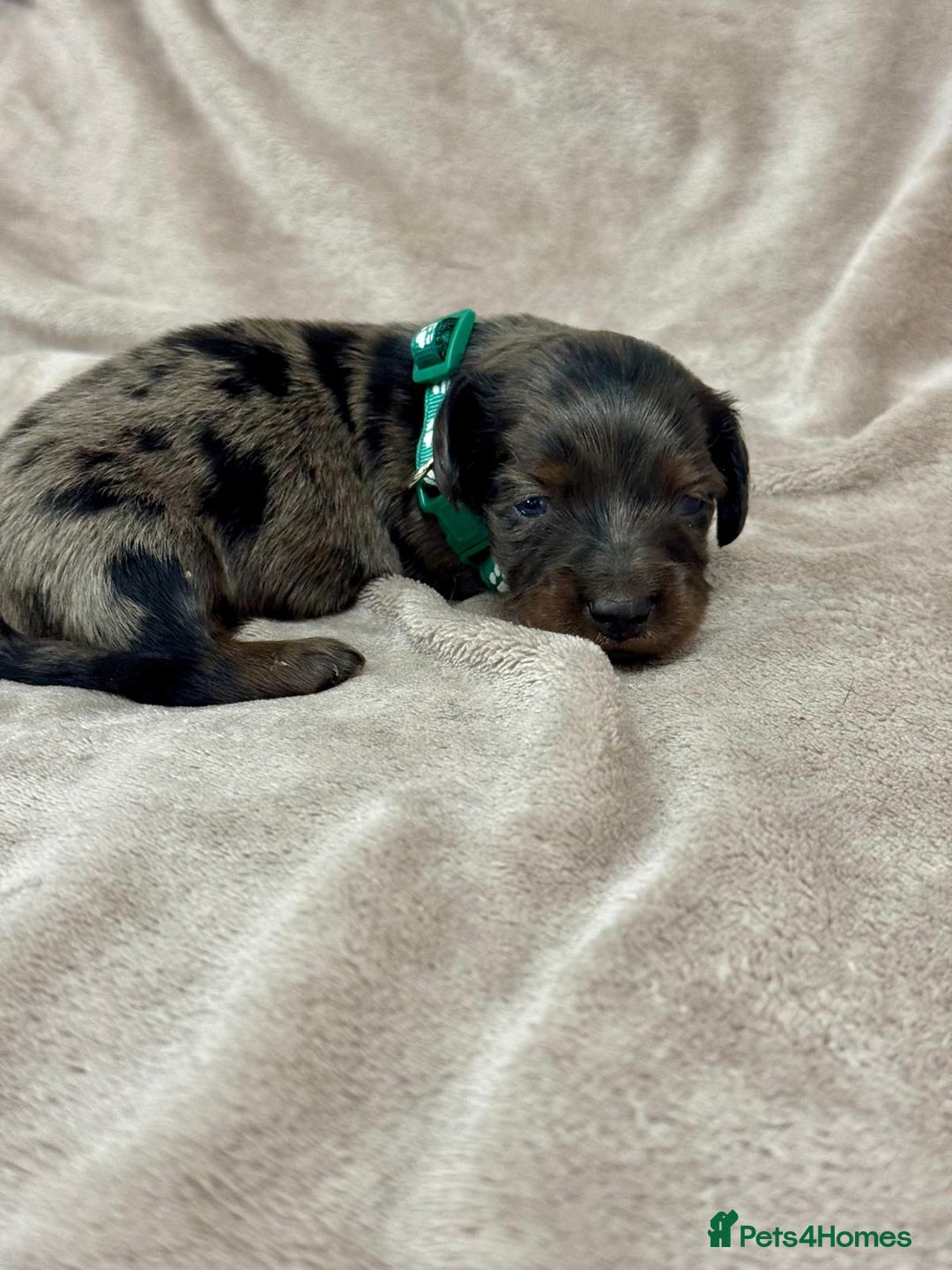 Miniature Dachshund dogs for sale: Beautiful miniature dachshund litter - Advert 8