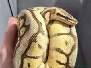 Snake reptiles Female Ball python full setup - Advert 2