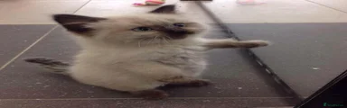 Ragdoll 3