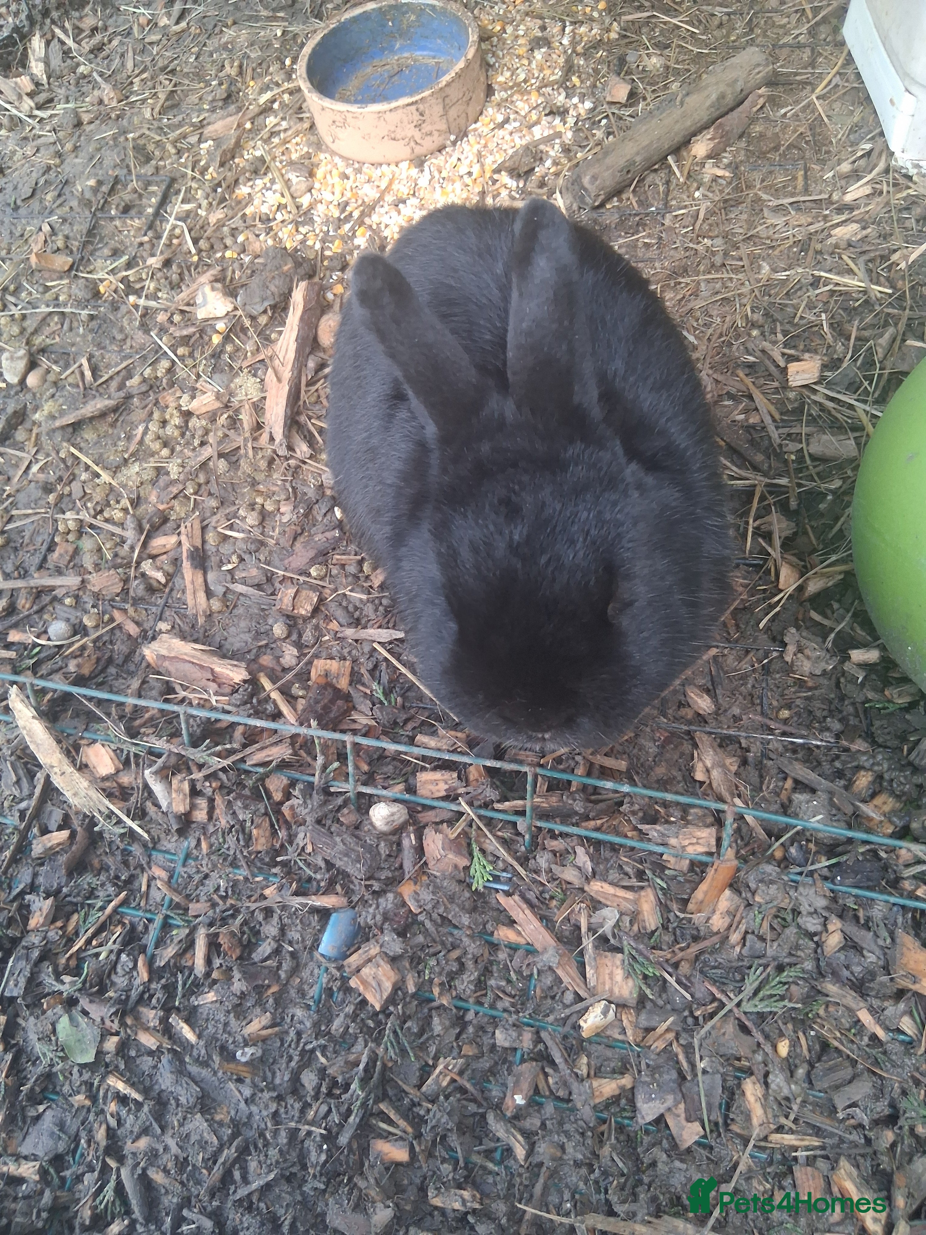 Mixed Breed rabbits Rabbits  - Advert 10