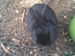 Mixed Breed rabbits Rabbits - Advert 10