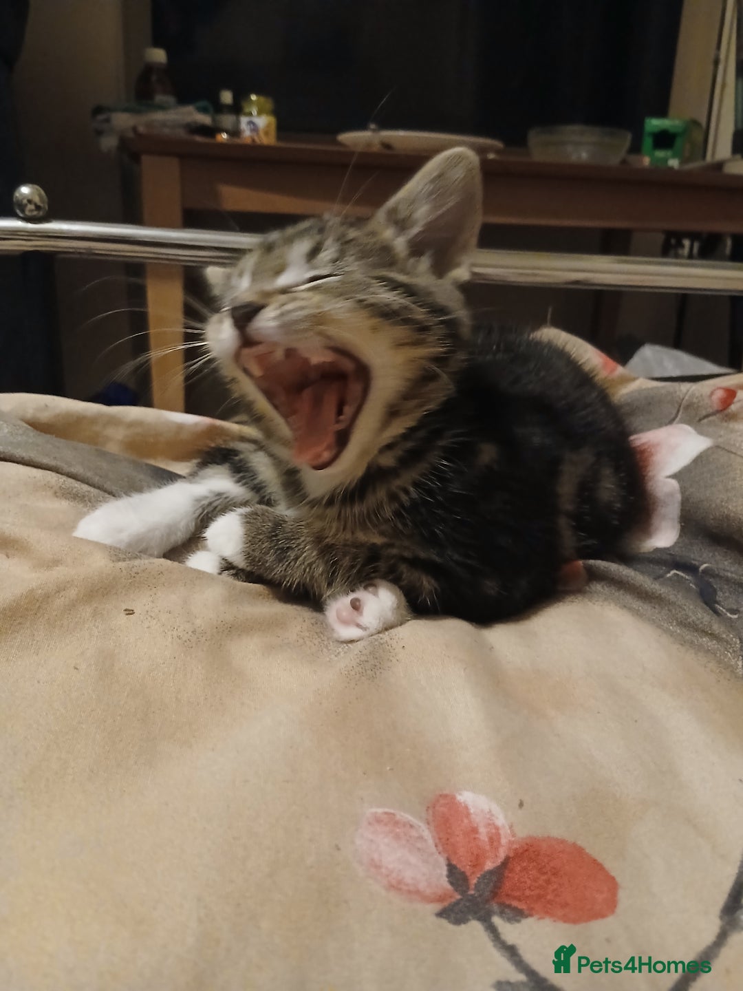 Mixed Breed cats for sale: Kittens for sale - Advert 18