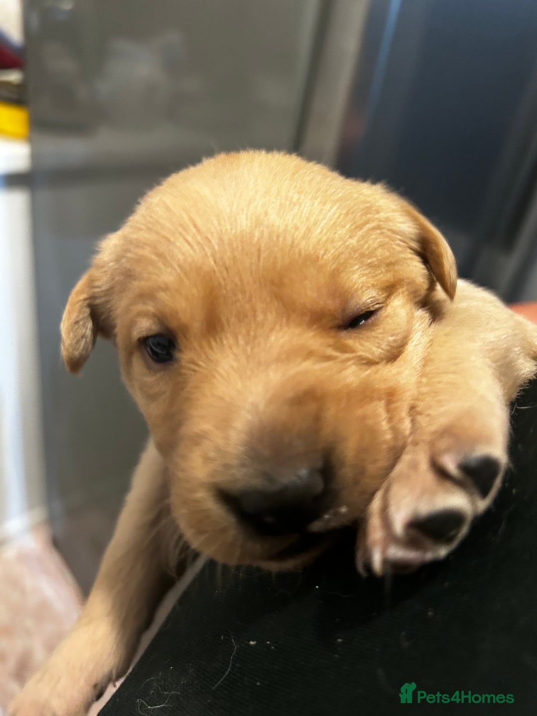 Labrador Retriever dogs for sale: Female Labrador puppies - Image 2