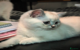 British Shorthair cats for sale: 💙❤️COLORPOINT 🐾BSH 🏆GCCF & TICA reg - Image 20