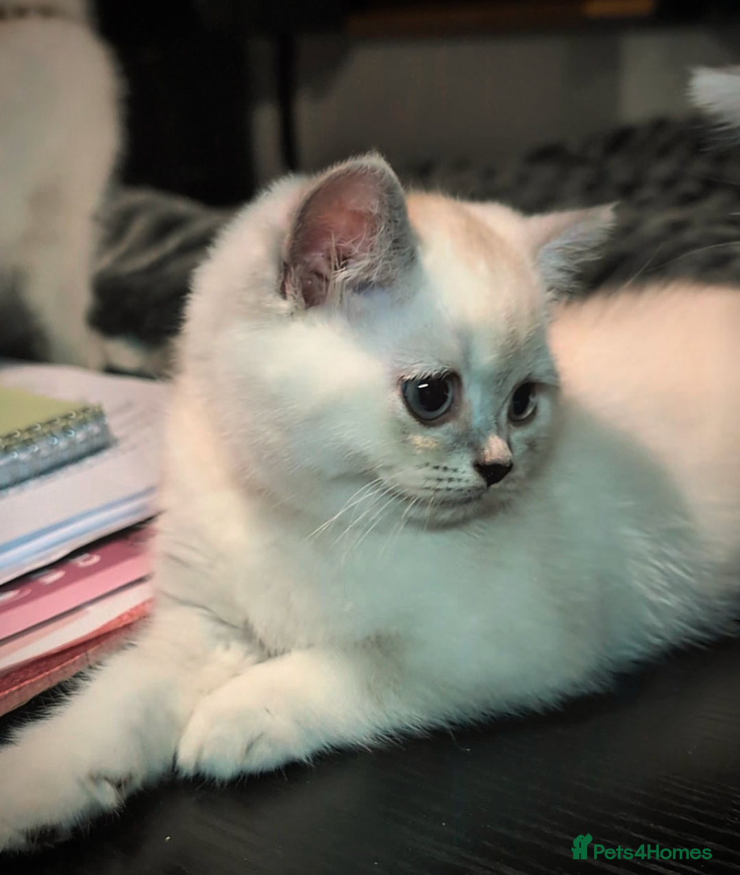 British Shorthair cats for sale: 💙❤️COLORPOINT 🐾BSH 🏆GCCF & TICA reg - Image 20