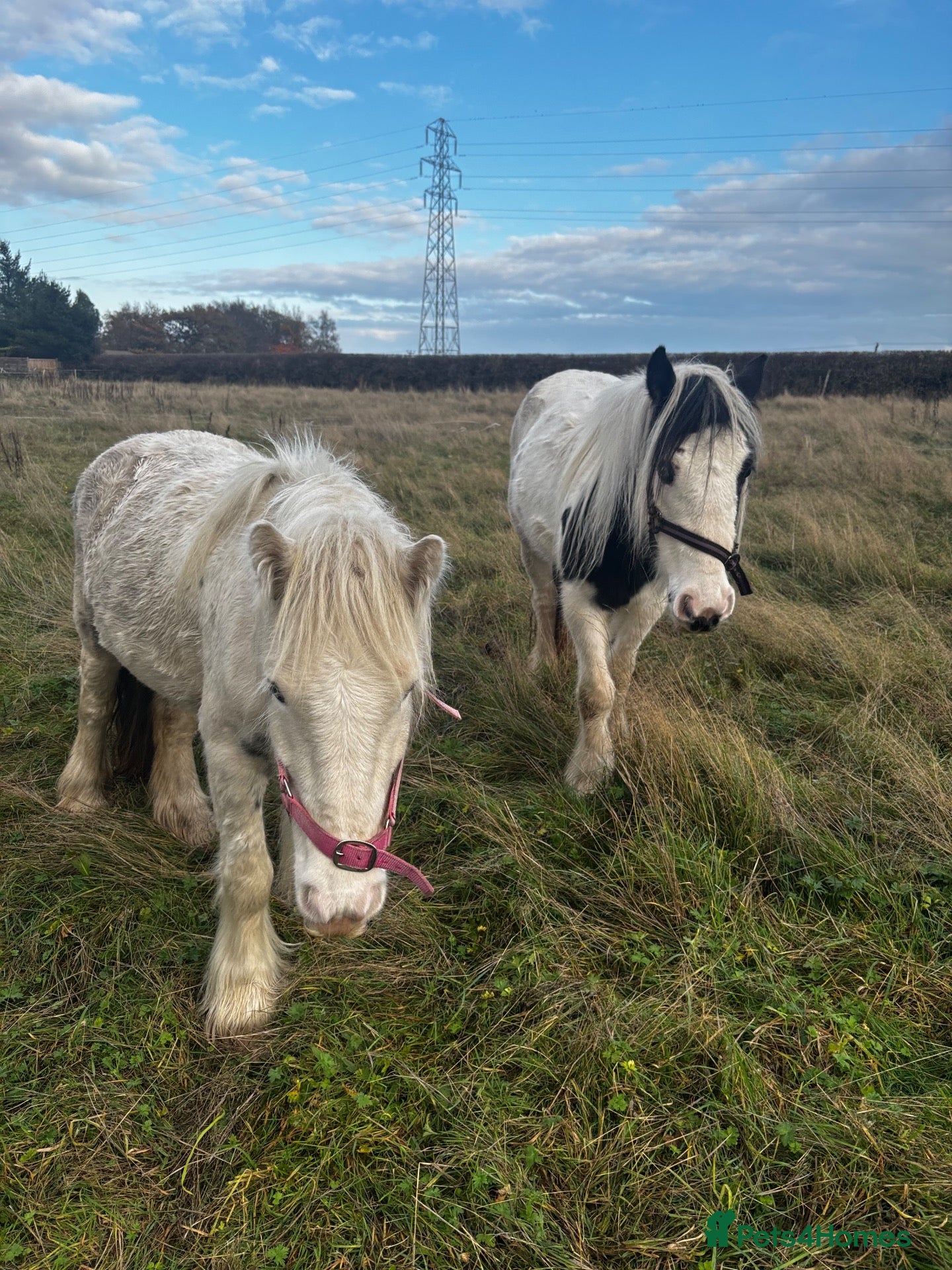Irish Cob horses 11.2 cob mare 4 years  - Advert 7