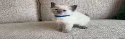 Ragdoll cats for sale: Ragdoll Babies - Advert 7