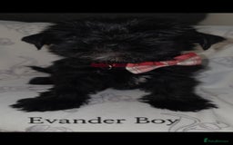 Yorkshire Terrier dogs for sale: Yorkshire Terrier Puppies Ready Now - Image 13