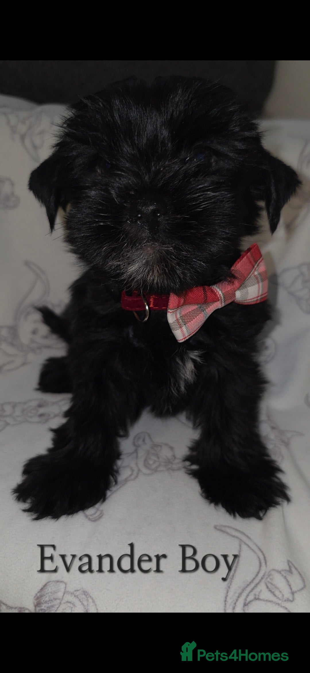 Yorkshire Terrier dogs for sale: Yorkshire Terrier Puppies Ready Now - Image 13
