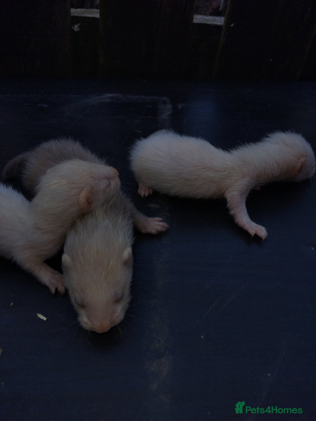 Ferret rodents for sale: Mixed ferrets  - Image 2