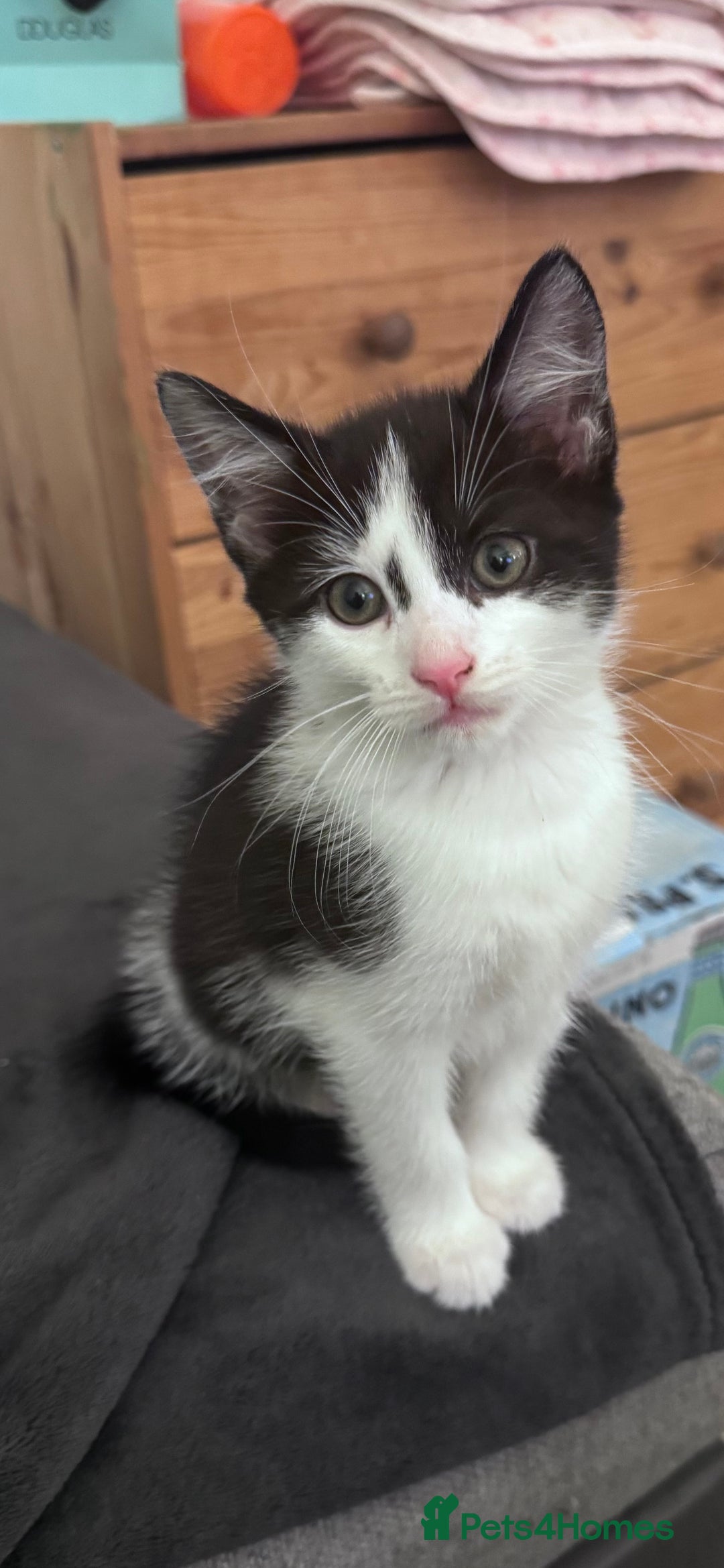 Mixed Breed cats for sale: Beautiful kitten looking new home 🐱🧡 - Advert 10